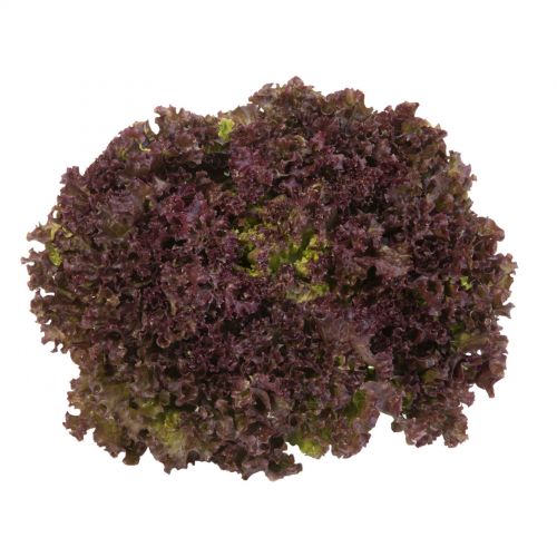 Λόλα Κόκκινη